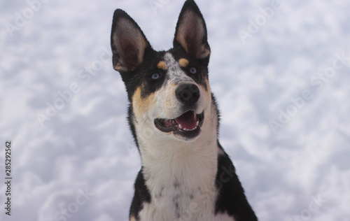 Husky German Shepard Dog Smiling In The Snow © Sam