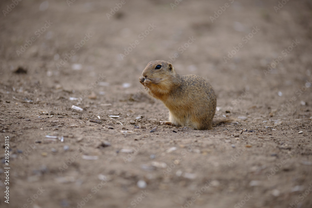 Ground squirrel