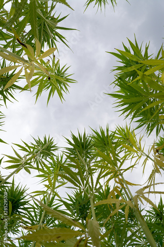 Fototapeta Naklejka Na Ścianę i Meble -  canabis on marijuana field ganja farm sativa leaf weed medical hemp hash plantation cannabis legal or illegal drug