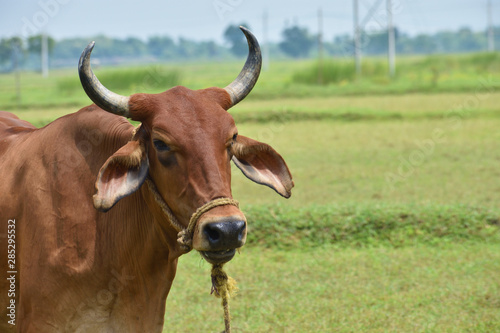 Adorable Cow Portrait on White Background. Farm Animal Grown for Organic Meat