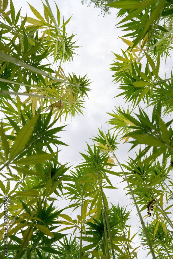 Obraz konopie indyjskie na polu marihuany ganja farma sativa liść chwast medyczny konopie plantacja haszyszu konopie indyjskie legalne lub nielegalne narkotyki