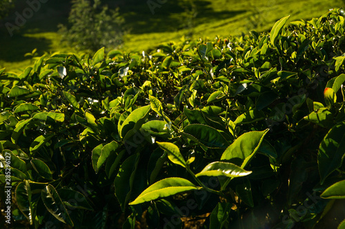 Fresh tea bud and leaves in a tea plantation in morning