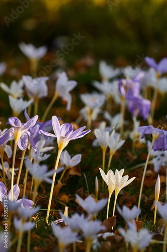 Flower garden with crocus pulchellus zephyr photo