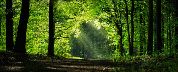 Glasbilder Natur Natürlicher Torbogen, geformt von Ästen im Wald  © Smileus