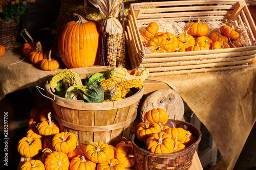 Pumpkin patch. Fresh pumpkins on a farm market still life, Connecticut, USA photo