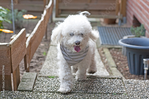 Small white curly dog outdoor portrait model cute Sweet small white dog portrait modeling high quality prints