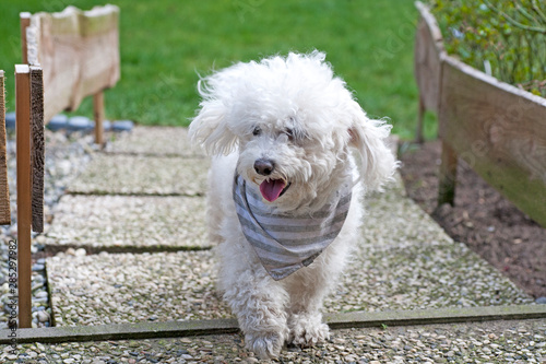 Small white curly dog outdoor portrait model cute Sweet small white dog portrait modeling high quality prints