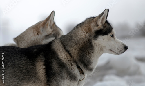 Chiens de tra  neau    Ch  tillon-en-Michaille  France