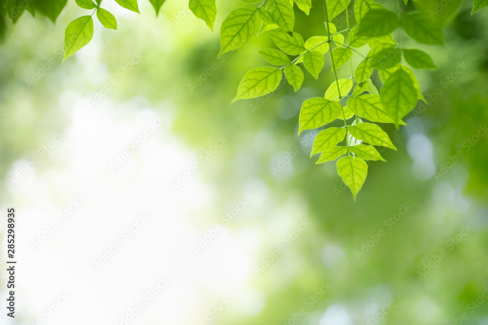 Close up of nature view green Millingtonia hortensis leaf on blurred greenery background with bokeh and copy space using as background natural plants landscape, ecology wallpaper concept. Close up of nature view green Millingtonia hortensis leaf on blurred greenery background with bokeh and copy space using as background natural plants landscape, ecology wallpaper concept.