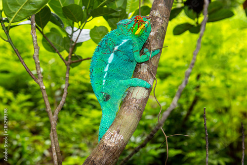 close-up of male green Panther chameleon (Furcifer pardalis) in Lokobe nature strict reserve in Madagascar, Nosy Be, Africa