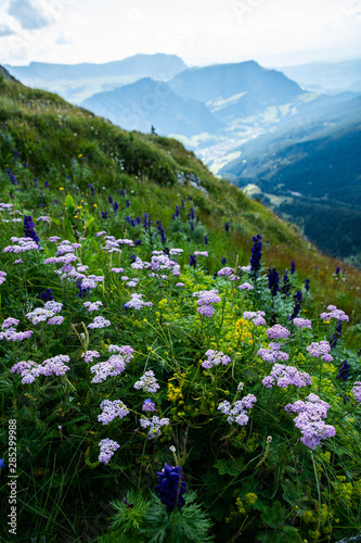 purple flowers in mountains