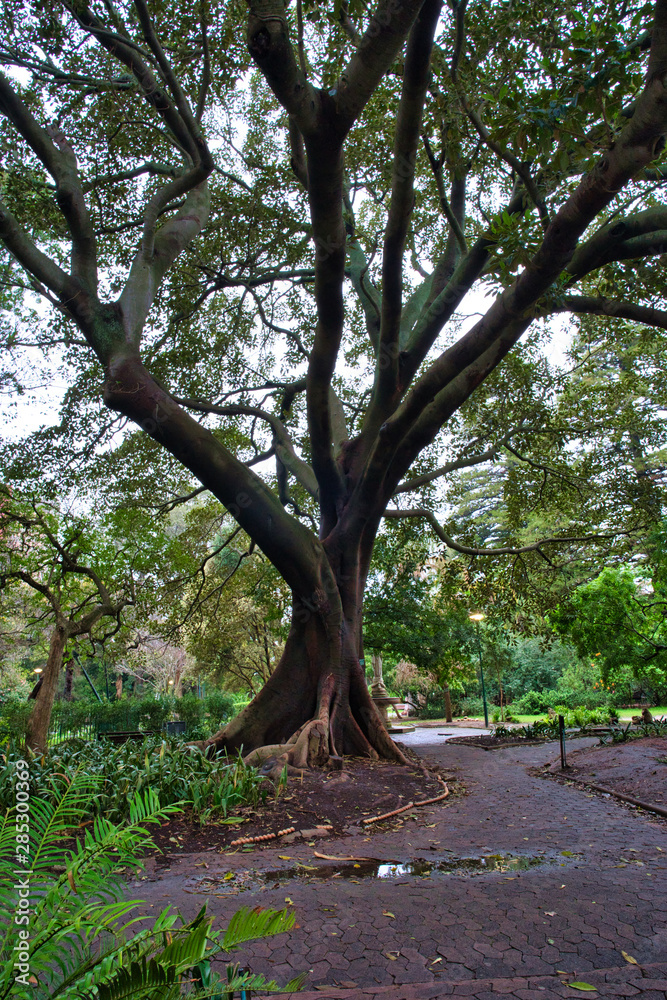 Most interesting old tree in Cape Town, South Africa Most interesting old tree in Cape Town, South Africa