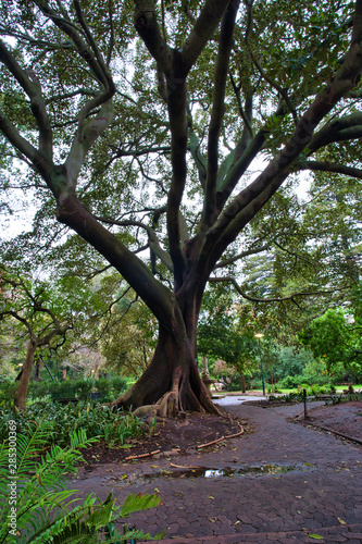 Most interesting old tree in Cape Town, South Africa