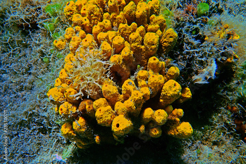 Yellow Tube Sea Sponge - Aplysina Aerophoba  photo