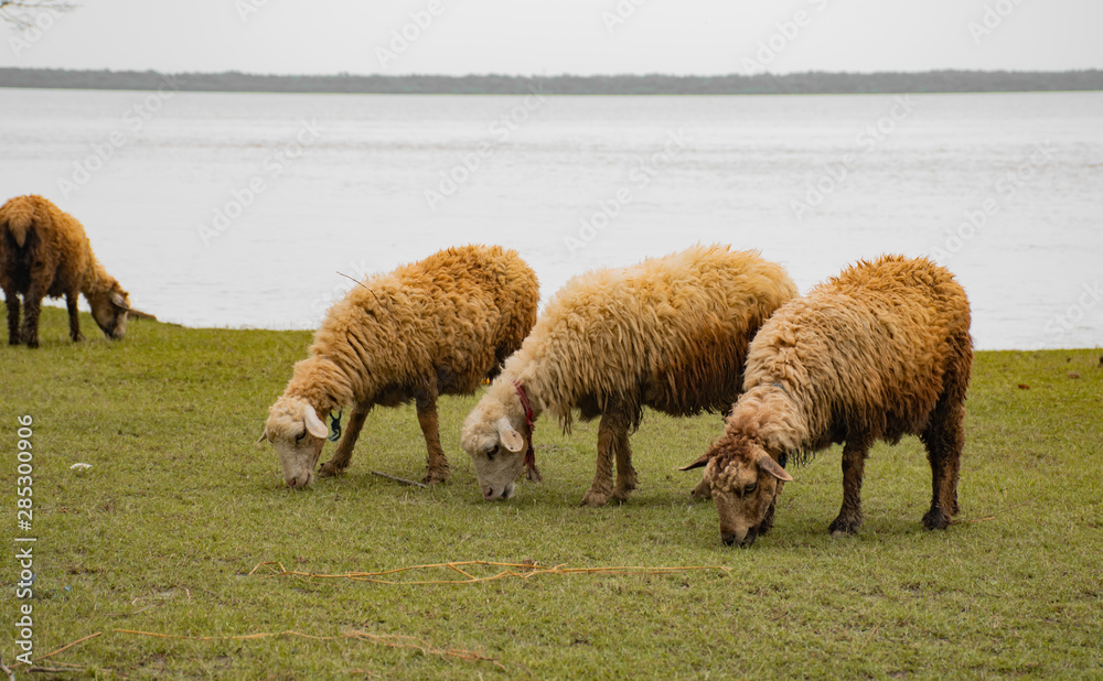 flock of sheep grazing by the ganges flock of sheep grazing by the ganges