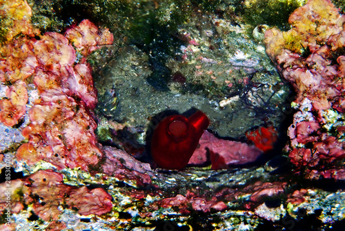 Red Sea Squirt - Halocynthia Papillosa photo