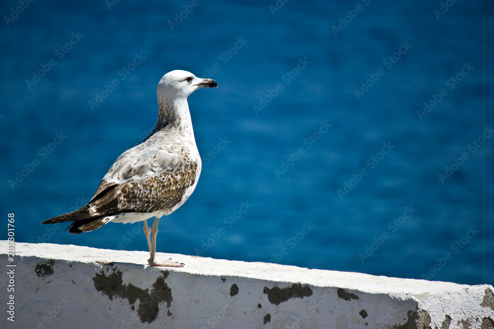Fototapeta premium Seagull watching the sea