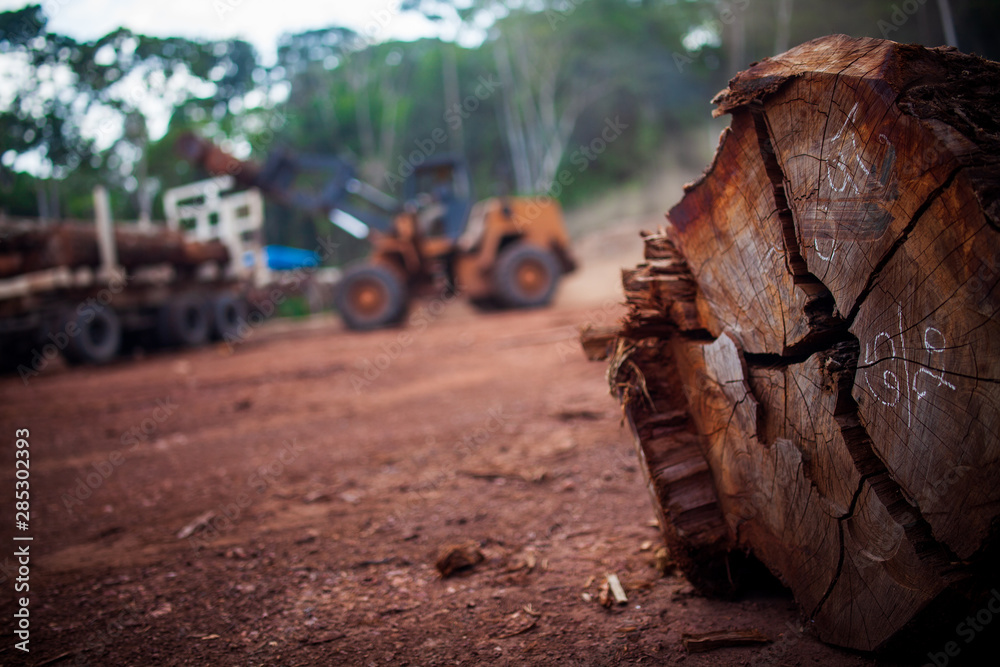 Fototapeta premium Logs in a sawmill yard - Amazônia, Pará / Brazil