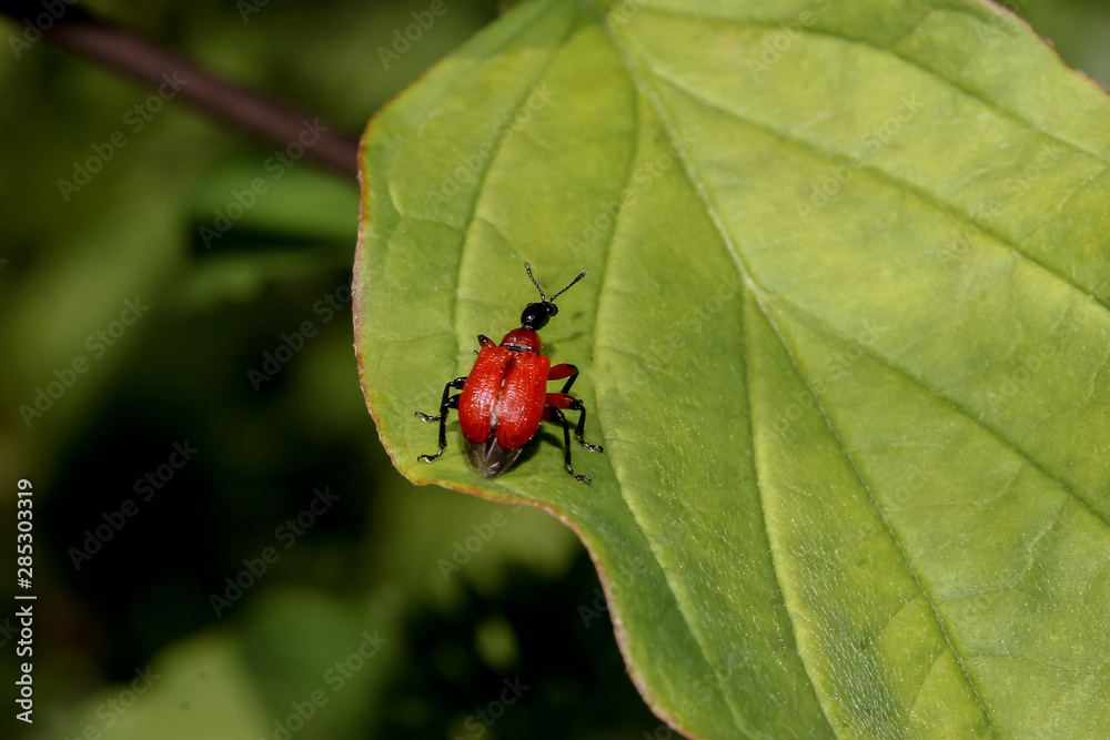 Käfer Haselblattroller, Apoderus coryle Käfer Haselblattroller, Apoderus coryle