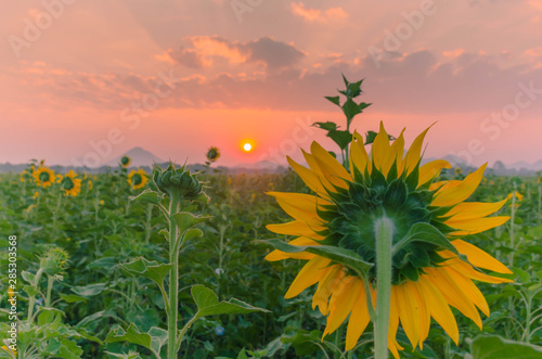 Beautiful sunrise over full bloom sunflower field  natural landscape background Concept Do not despair if you still live there tomorrow. 