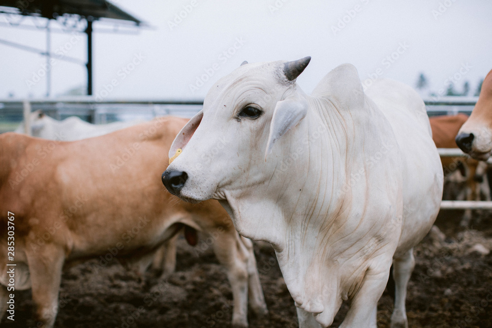 A group of cow