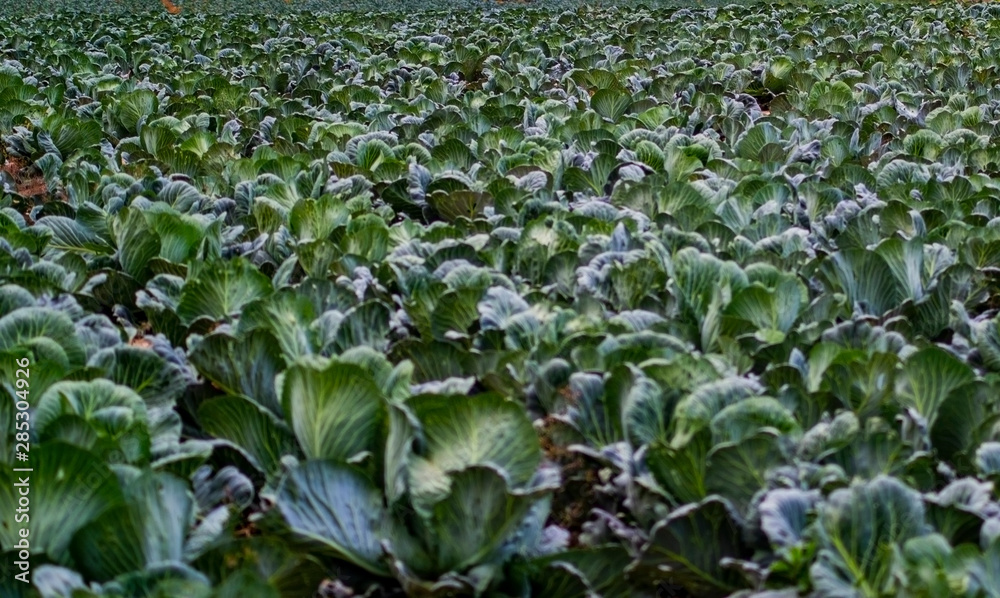 Landscape view of a freshly growing cabbage field. Landscape view of a freshly growing cabbage field.