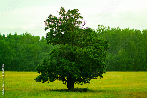Lonely green oak tree in the field