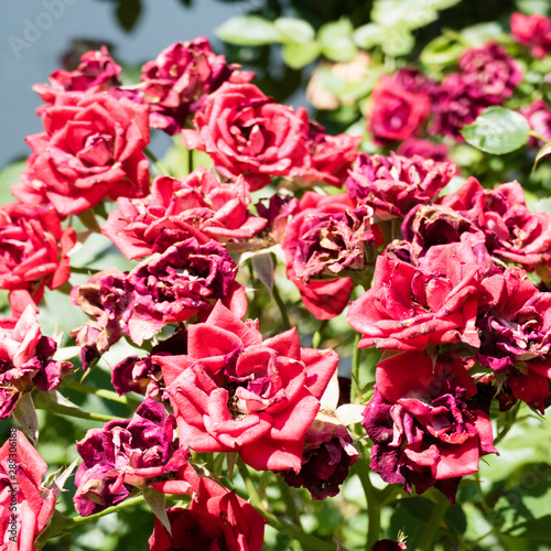 Beautiful red rosebush  which begins to fade away. Copy space in the blurred background  where also green leaves are visible.