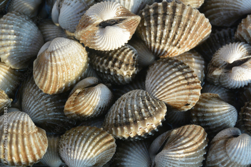 gray mollusks in the market close-up