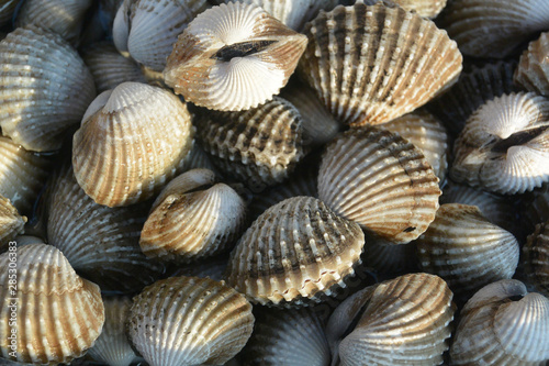 gray mollusks in the market close-up