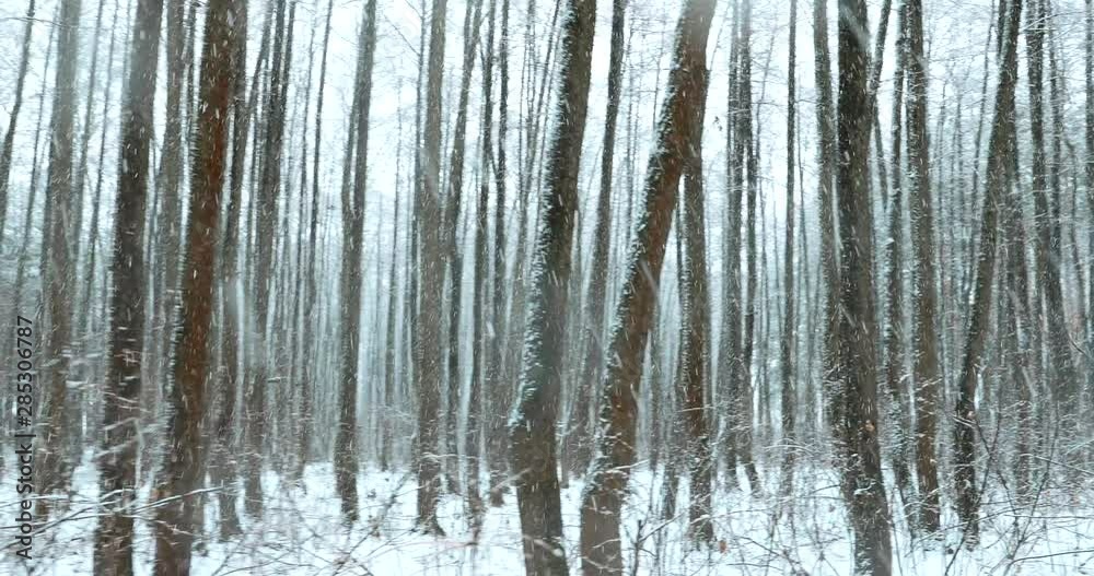 Walking Motion In Winter Snowy Forest Park During Snowfall Blizzard. Snowy Mixed Forest Walking Motion In Winter Snowy Forest Park During Snowfall Blizzard. Snowy Mixed Forest