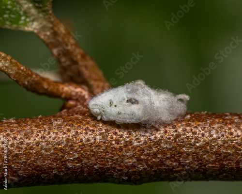 White and fluffy Citrus Flatid planthopper sitting on a tree branch