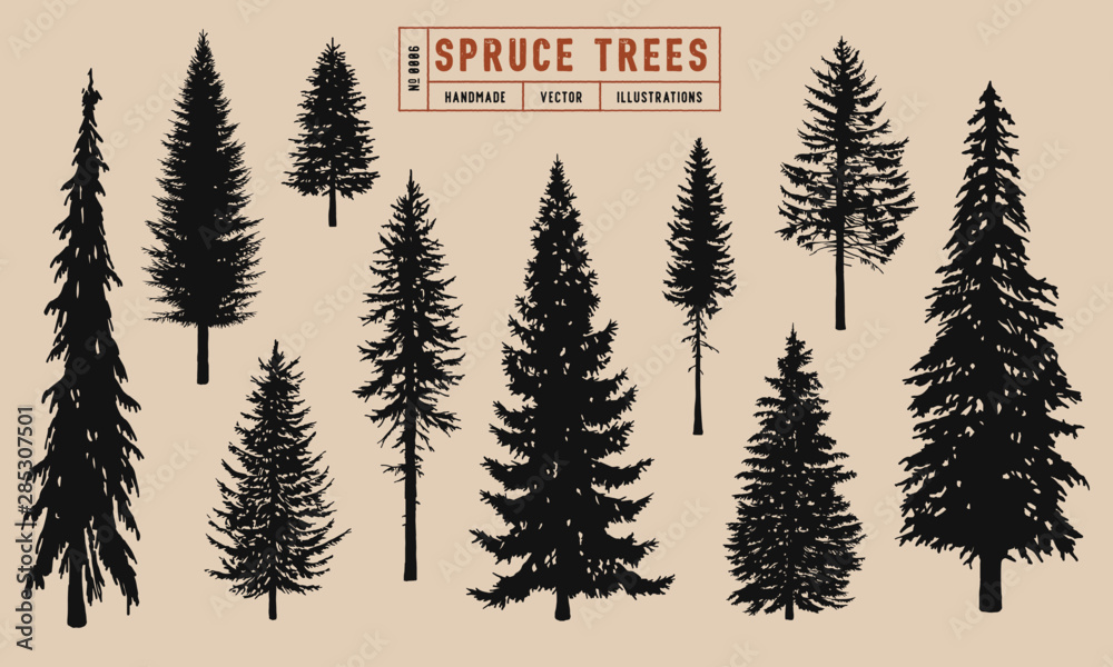 Spruce tree silhouette vector illustration hand drawn