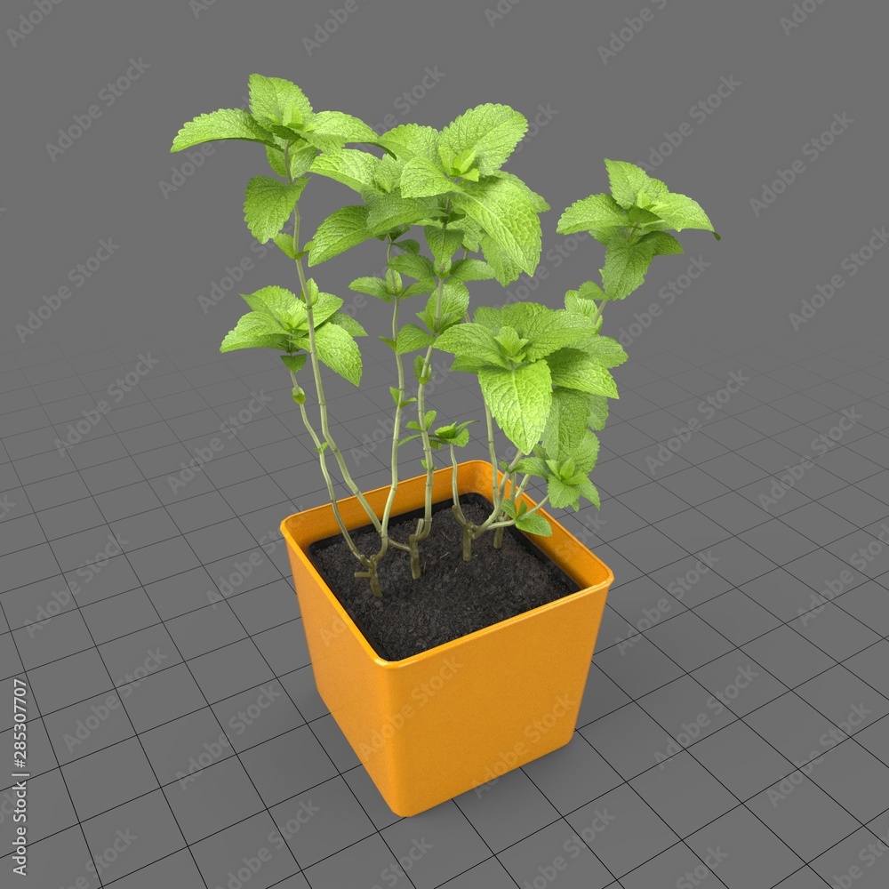 sun tomato plants Sun Gold F1 Tomato Seeds