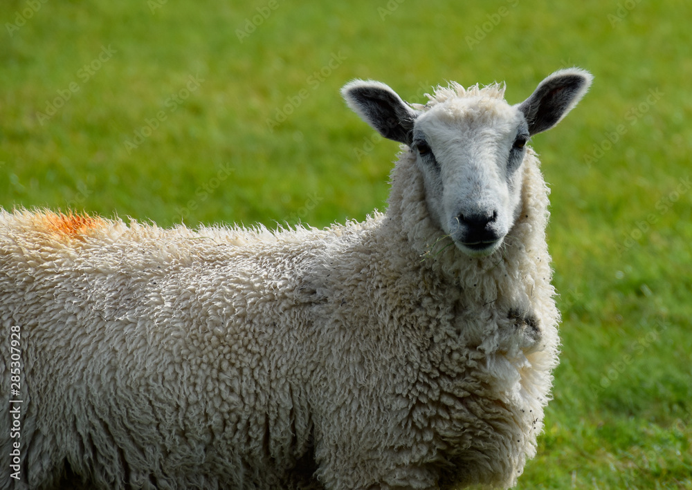 Sheep at Porlock - August 2019