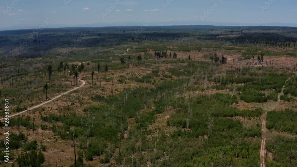 A burnt down forest with charred and fallen trees scattered across the ground and a wildfire in the background in South West USA A burnt down forest with charred and fallen trees scattered across the ground and a wildfire in the background in South West USA