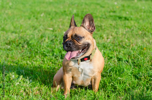 French bulldog. Young energetic dog is walking and playing. How to protect your dog from overheating. Dog getting thirsty.