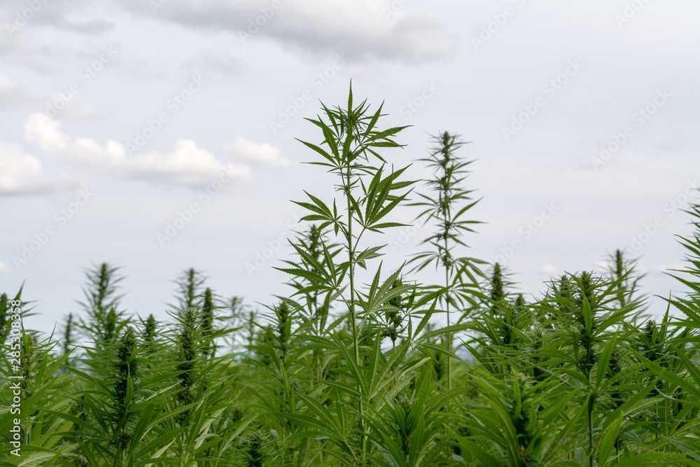 canabis on marijuana field ganja farm sativa leaf weed medical hemp hash plantation cannabis legal or illegal drug canabis on marijuana field ganja farm sativa leaf weed medical hemp hash plantation cannabis legal or illegal drug