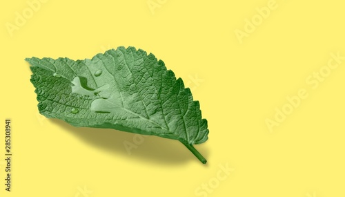 Εκτύπωση καμβά Kratom.