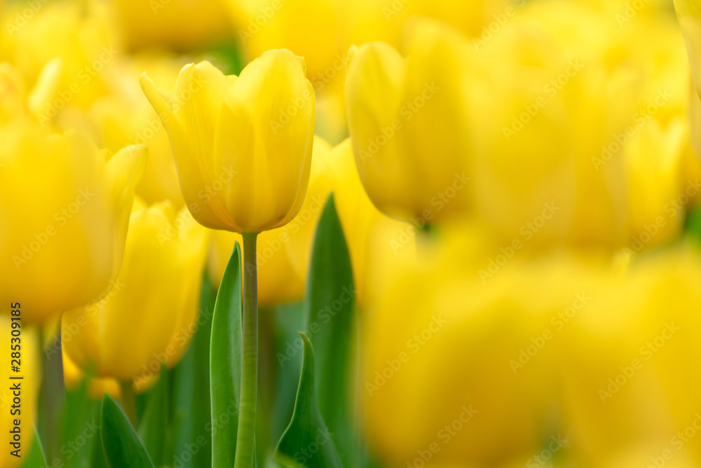 Close up bright colorful yellow Tulip blooms in spring morning. Spring background with beautiful yellow tulips. Close up bright colorful yellow Tulip blooms in spring morning. Spring background with beautiful yellow tulips.