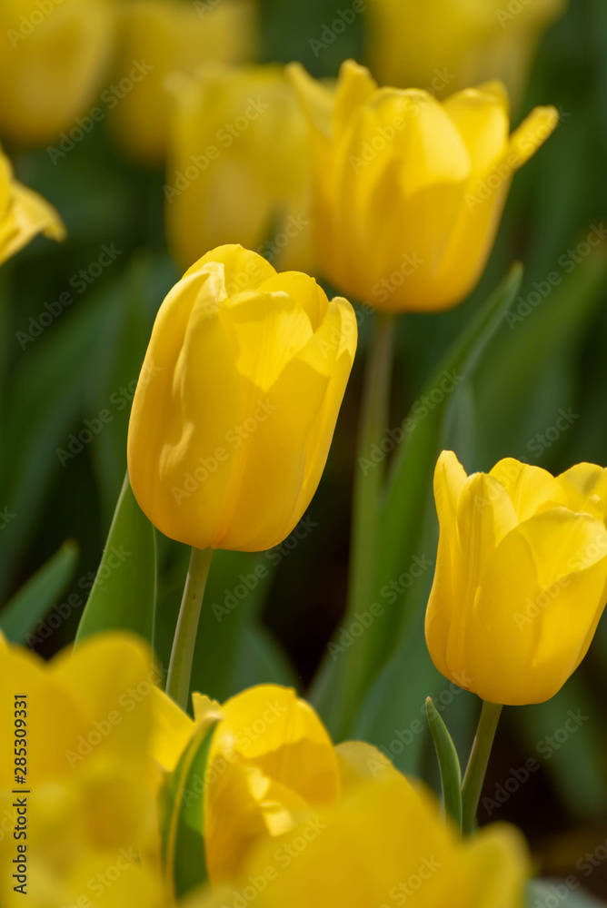 Close up bright colorful yellow Tulip blooms in spring morning. Spring background with beautiful yellow tulips. Close up bright colorful yellow Tulip blooms in spring morning. Spring background with beautiful yellow tulips.