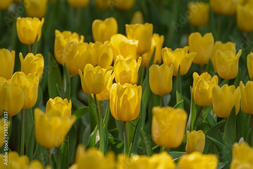 Close up bright colorful yellow Tulip blooms in spring morning. Spring background with beautiful yellow tulips.