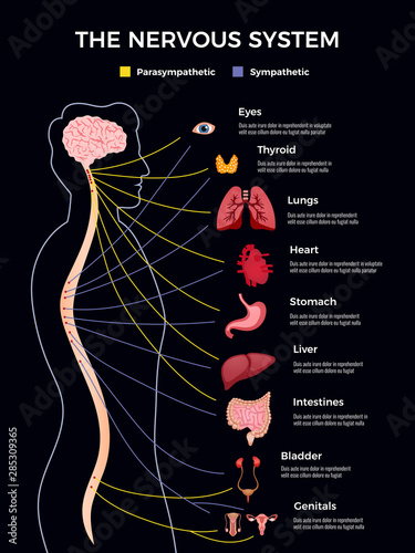 Human Nervous System Infographics