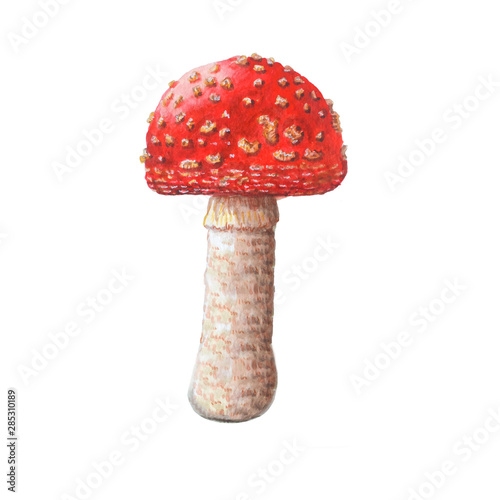  Poisonous toxic mushroom isolated on white background.