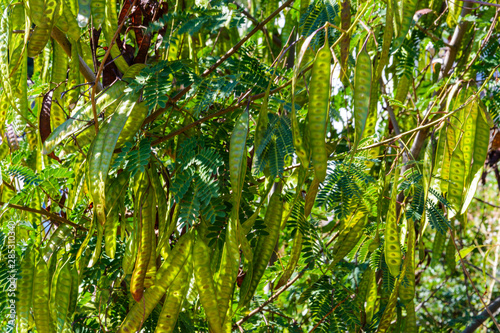 green background of the branches of the Albizia julibrissin pod (carob) with immature fruits