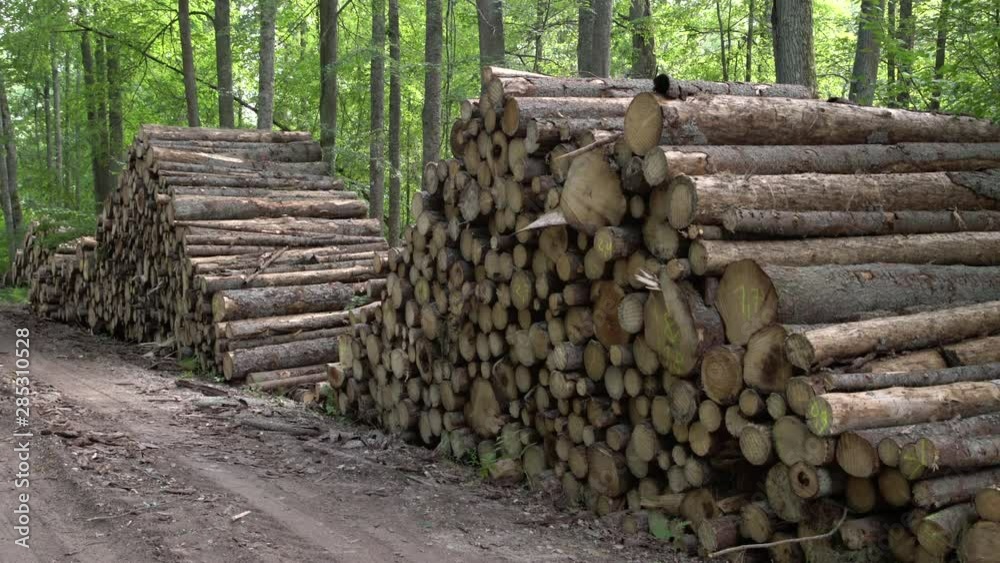 Area of illegal deforestation of vegetation in the forest. Cut the tree and wooden trunks from the forest. A pile of cut wood near the forest. Concept of forest felling, wood problem, ecology Area of illegal deforestation of vegetation in the forest. Cut the tree and wooden trunks from the forest. A pile of cut wood near the forest. Concept of forest felling, wood problem, ecology