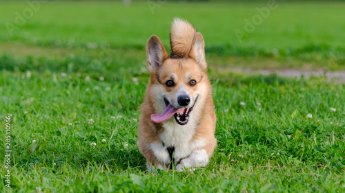 Young energetic welsh corgi pembroke is running. Corgi with a long tail. How to protect your dog from overheating. Dog is getting thirsty.