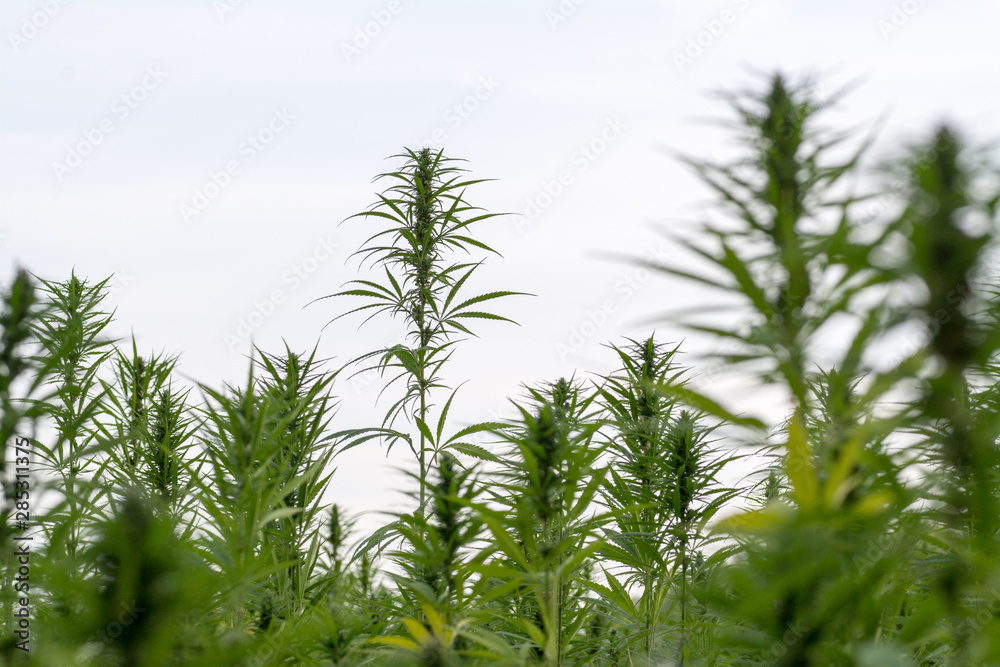 canabis on marijuana field ganja farm sativa leaf weed medical hemp hash plantation cannabis legal or illegal drug canabis on marijuana field ganja farm sativa leaf weed medical hemp hash plantation cannabis legal or illegal drug