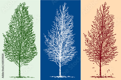 Vector image of silhouettes of birch tree in different seasons
