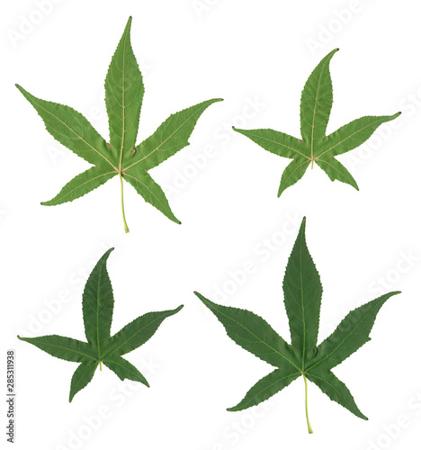 Green Leaf of Japanese Maple Isolated on white background.